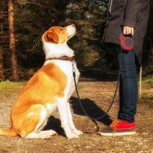 "Retractable Dog Leash – No Pull, Tangle-Free, Heavy Duty"